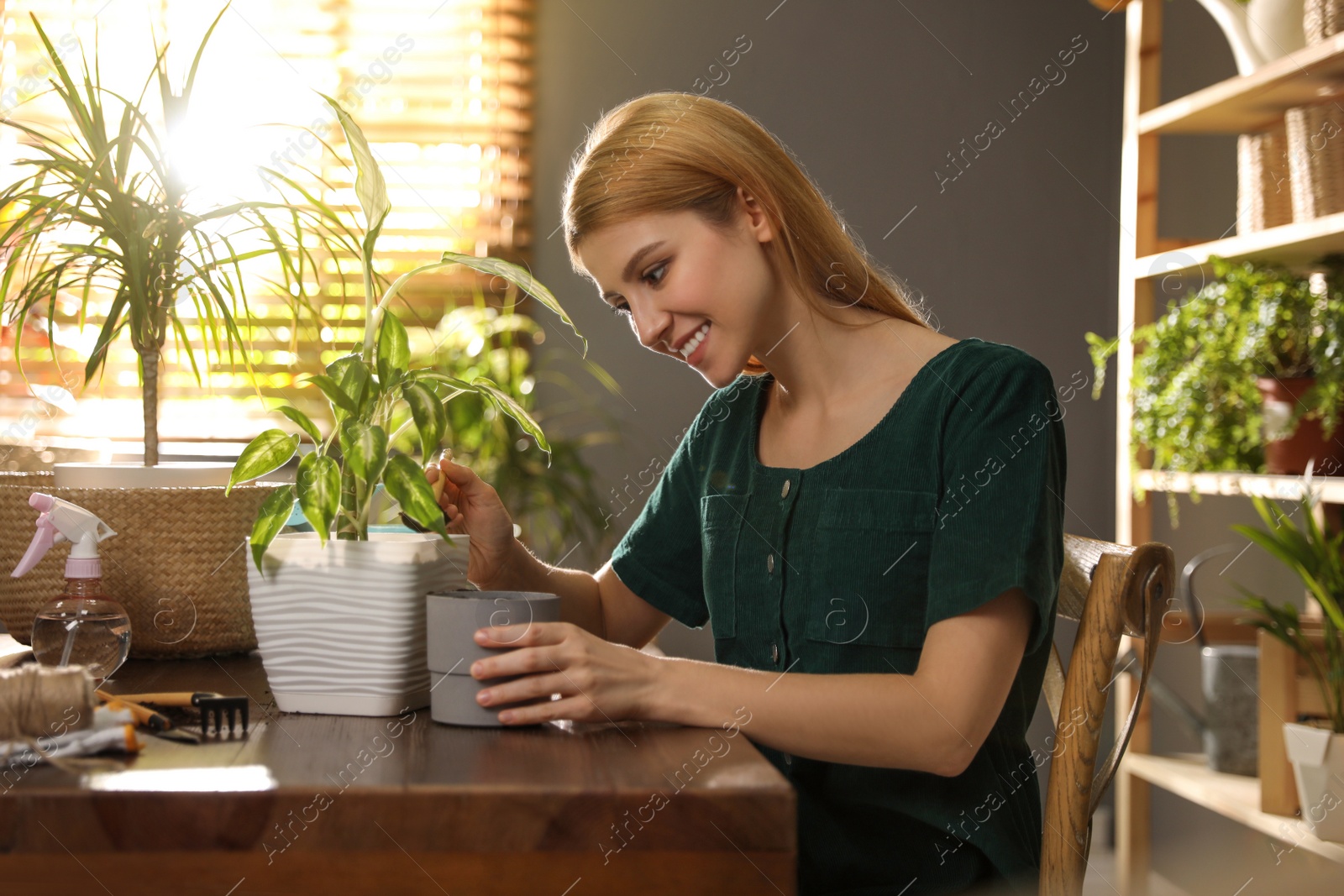 Photo of Young woman potting Dieffenbachia plant at home. Engaging hobby