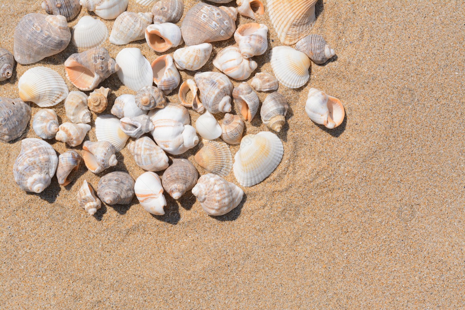 Photo of Many beautiful sea shells on sandy beach, above view. Space for text