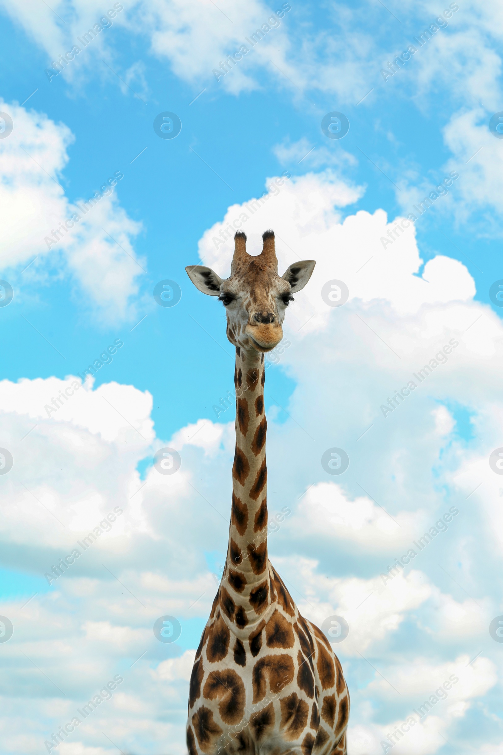 Photo of Beautiful spotted African giraffe against blue sky