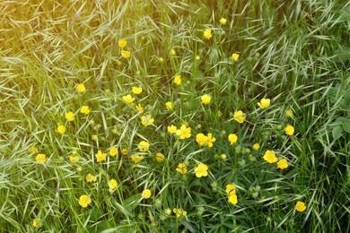 Photo of Beautiful yellow buttercup flowers growing in green grass outdoors, closeup