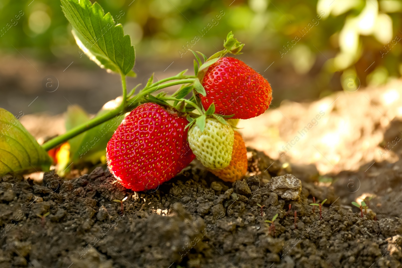 Photo of Beautiful strawberry plant with ripe fruits in garden on sunny day, closeup