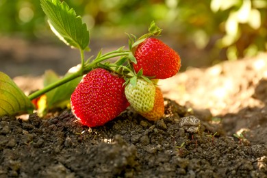 Photo of Beautiful strawberry plant with ripe fruits in garden on sunny day, closeup