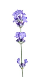 Photo of Beautiful blooming lavender flower isolated on white