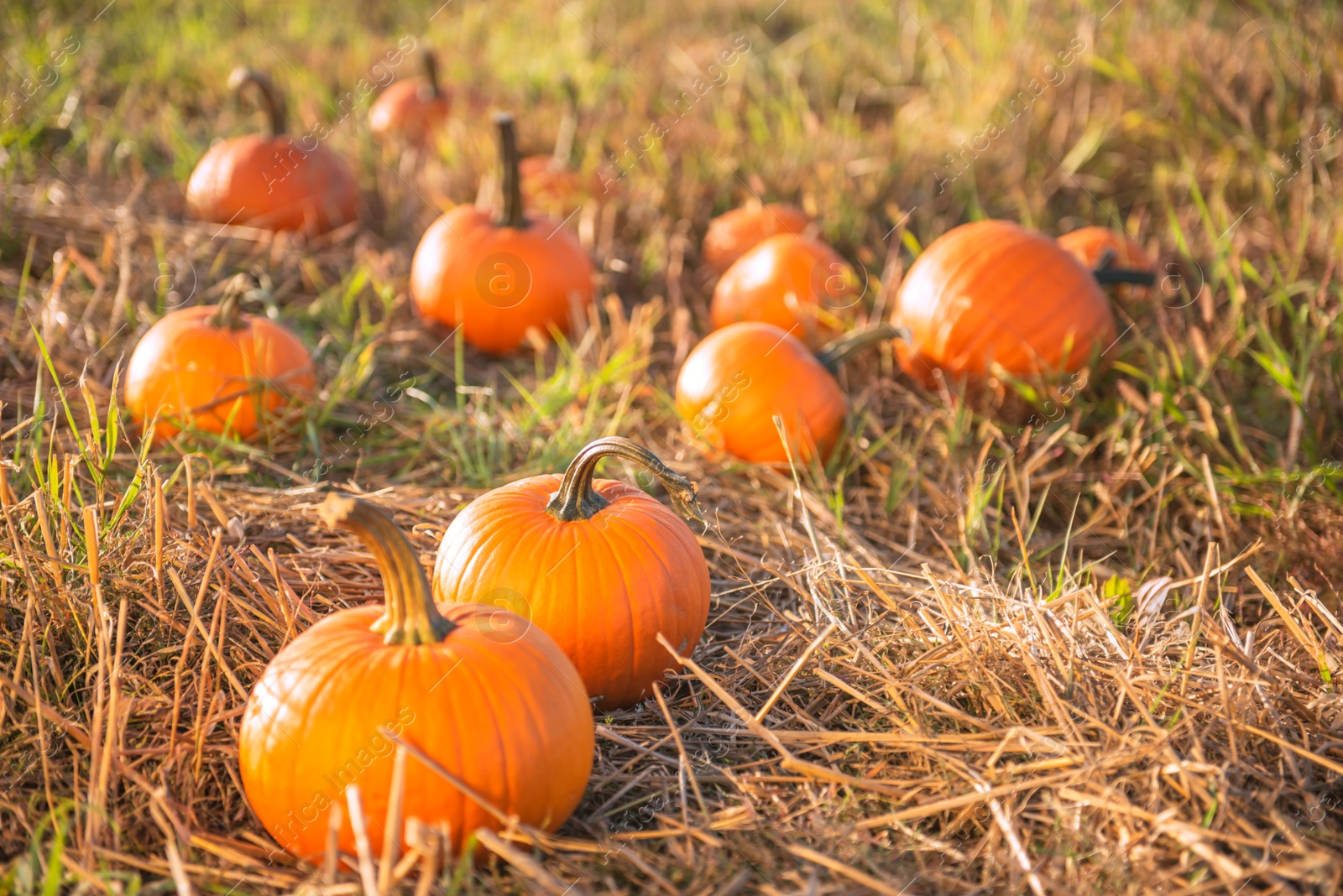 Photo of Many ripe orange pumpkins in field outdoors