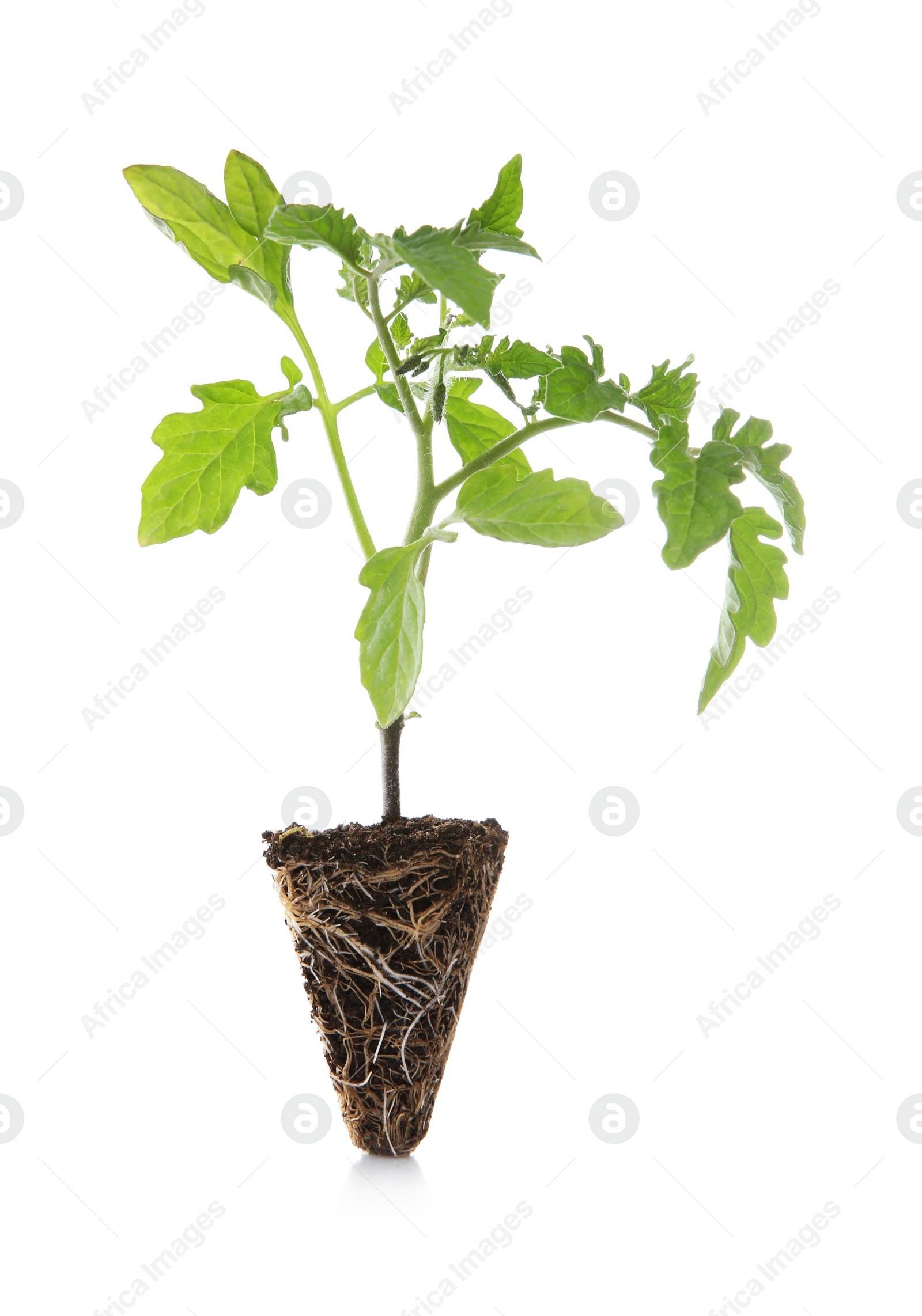 Photo of Green tomato seedling with soil isolated on white