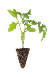 Photo of Green tomato seedling with soil isolated on white