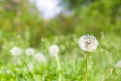 Photo of Closeup view of dandelion on green meadow, space for text. Allergy trigger