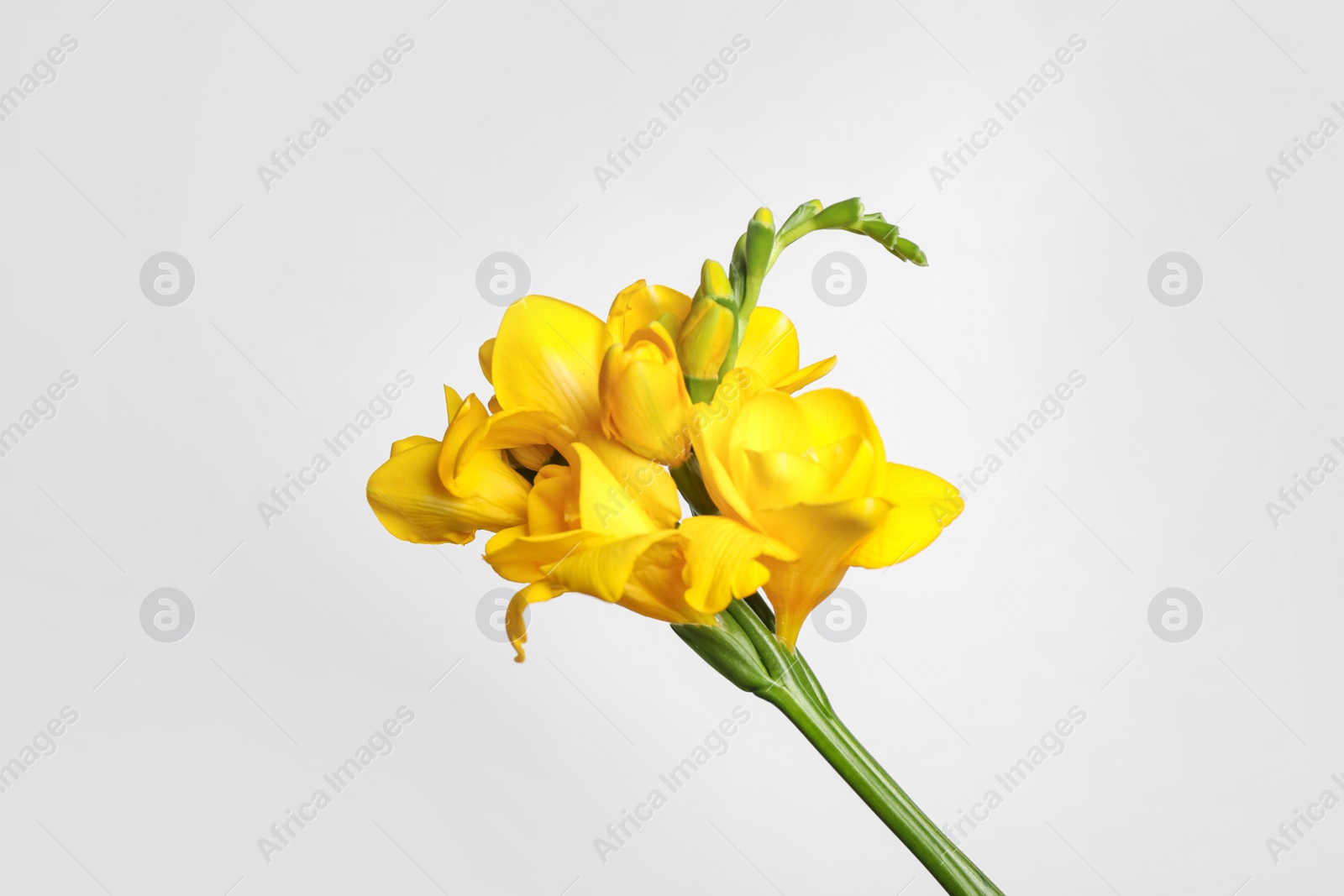 Photo of Beautiful blooming yellow freesia on light background