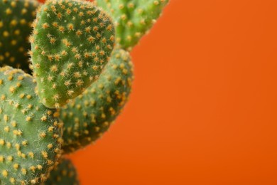 Photo of Beautiful green Opuntia cactus on orange background, closeup. Space for text