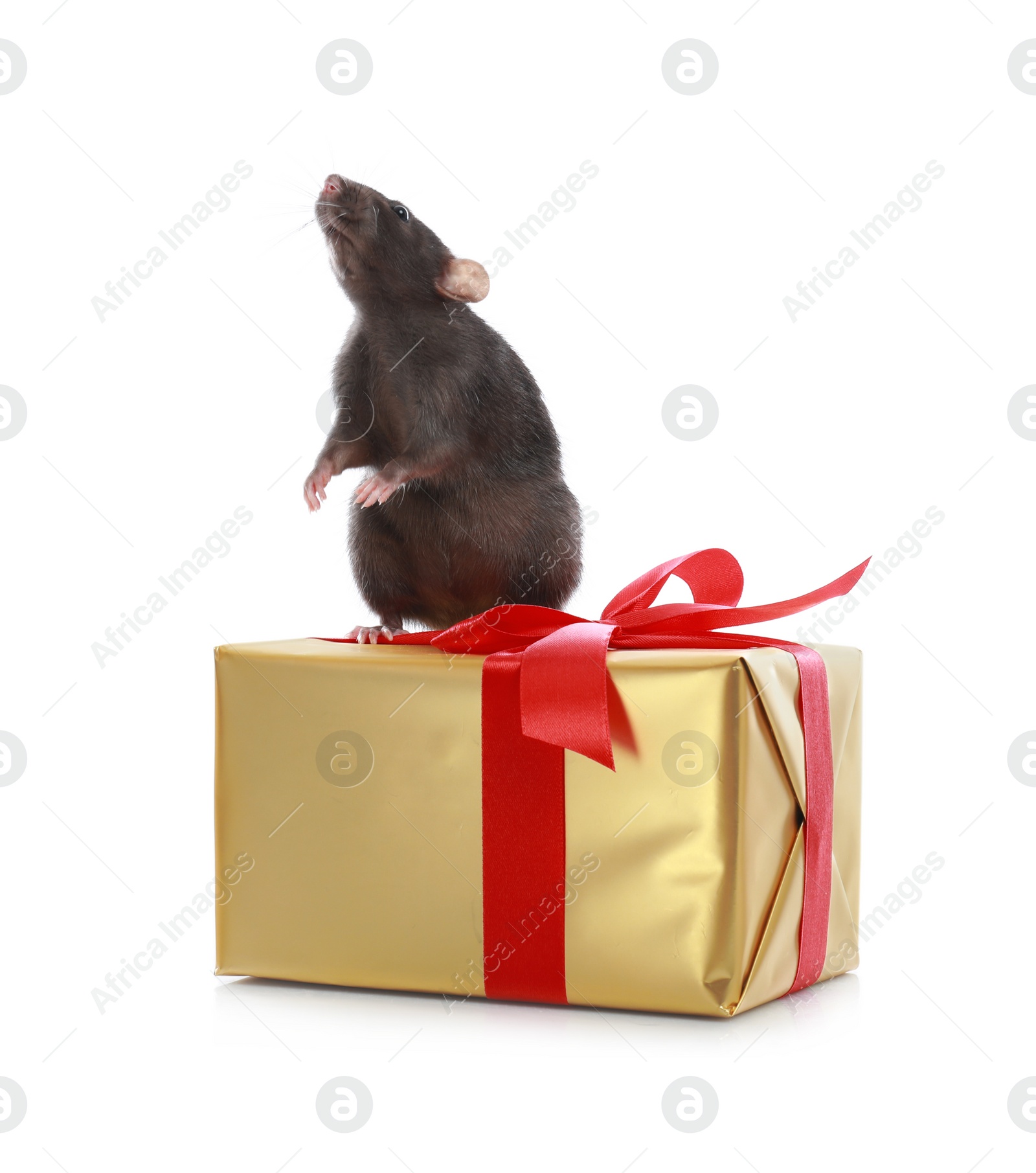 Photo of Cute little rat and gift box on white background. Chinese New Year symbol