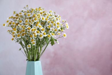 Vase with beautiful chamomile flowers on pink background, closeup. Space for text
