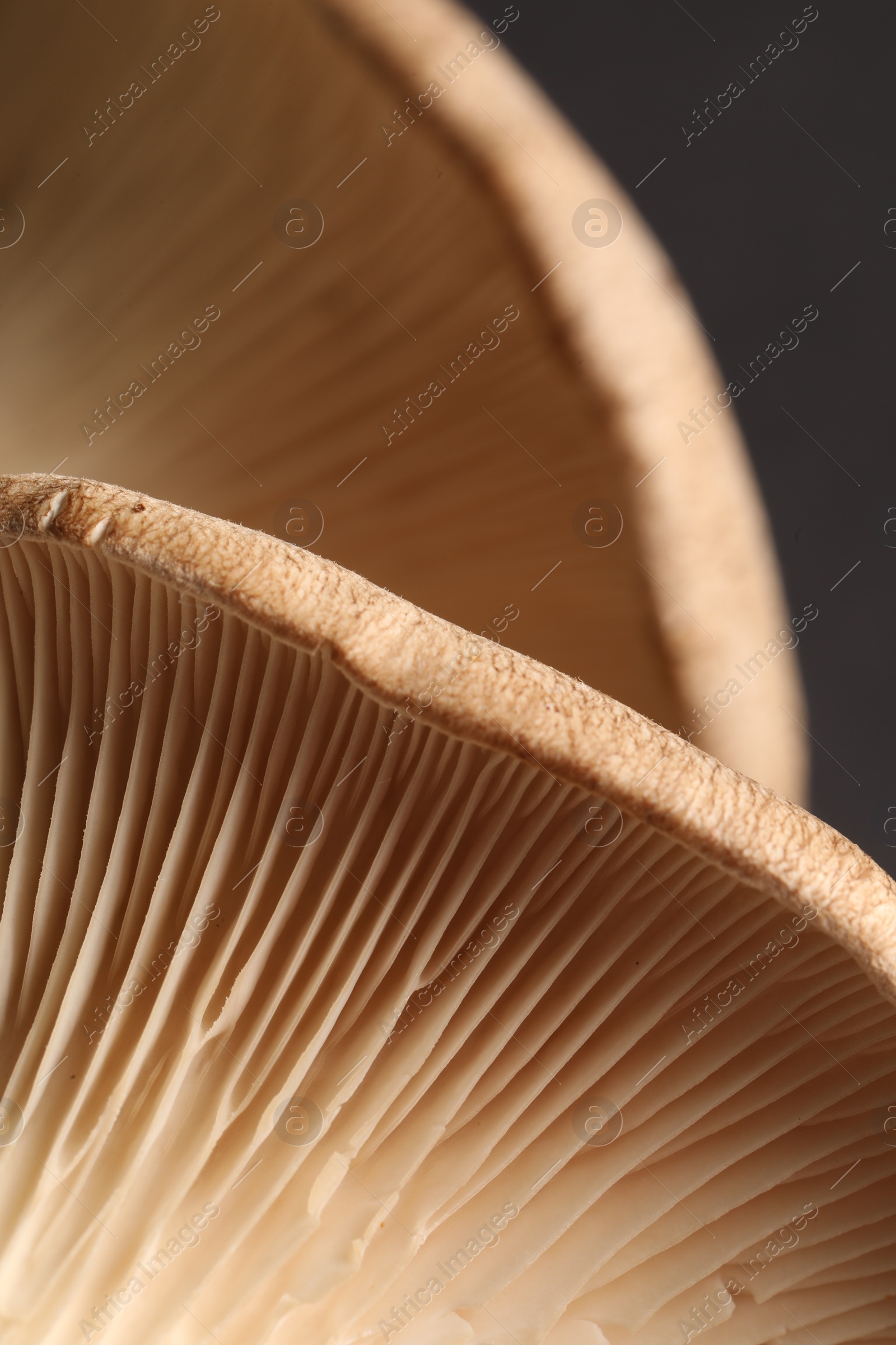 Photo of Macro photo of oyster mushrooms on dark grey background