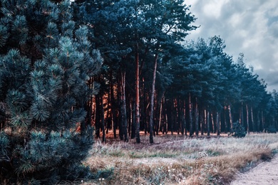 Photo of Beautiful view of pine forest near country road. Fantasy setting