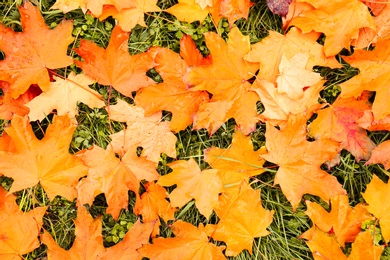 Colorful autumn leaves on green lawn in park, top view