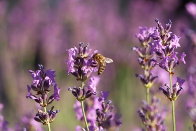 Photo of Closeup view of beautiful lavender with bee in field on sunny day