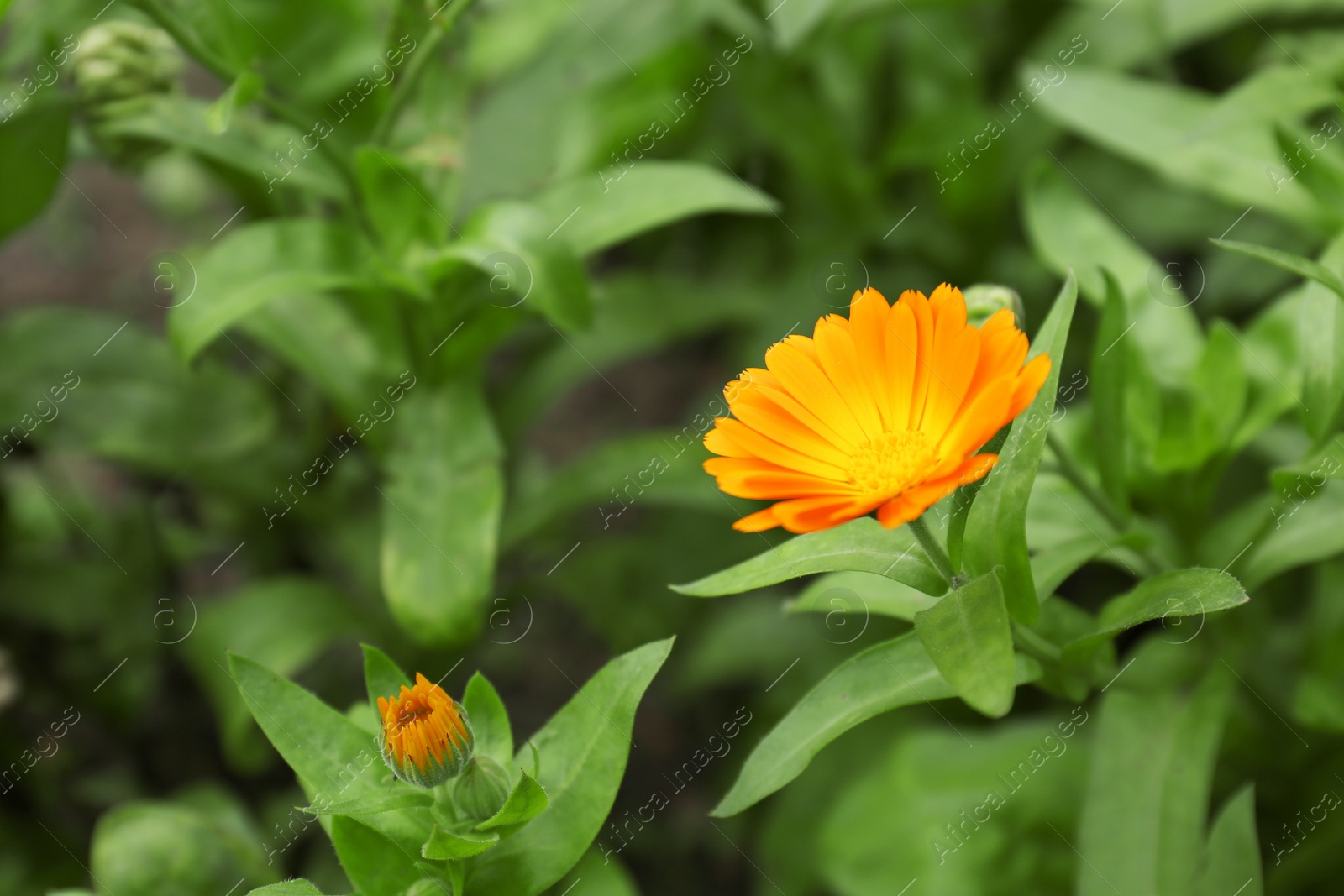Photo of Beautiful blooming calendula flower outdoors, closeup. Space for text