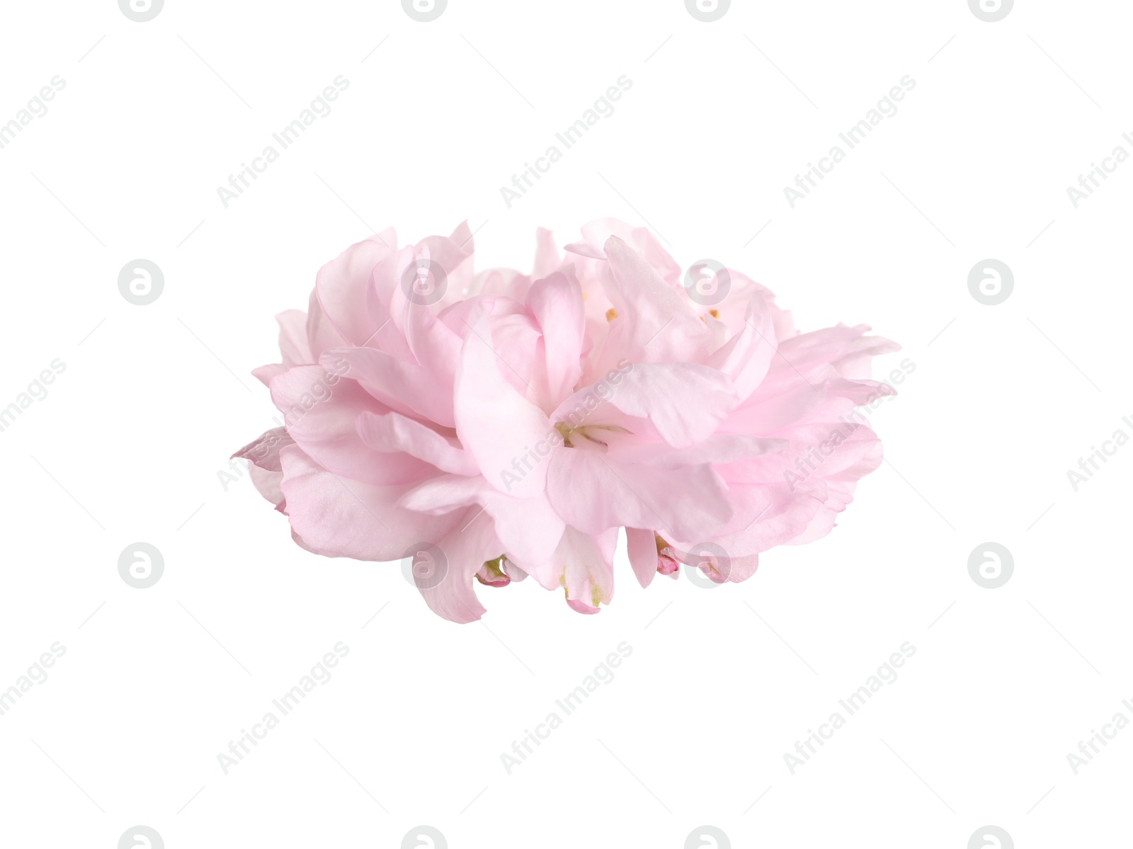 Photo of Beautiful sakura tree flower isolated on white