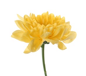 Photo of Beautiful yellow chrysanthemum flower isolated on white