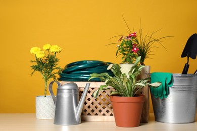 Photo of Beautiful plants and gardening tools on wooden table against orange background