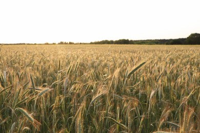 Beautiful agricultural field with ripening wheat crop