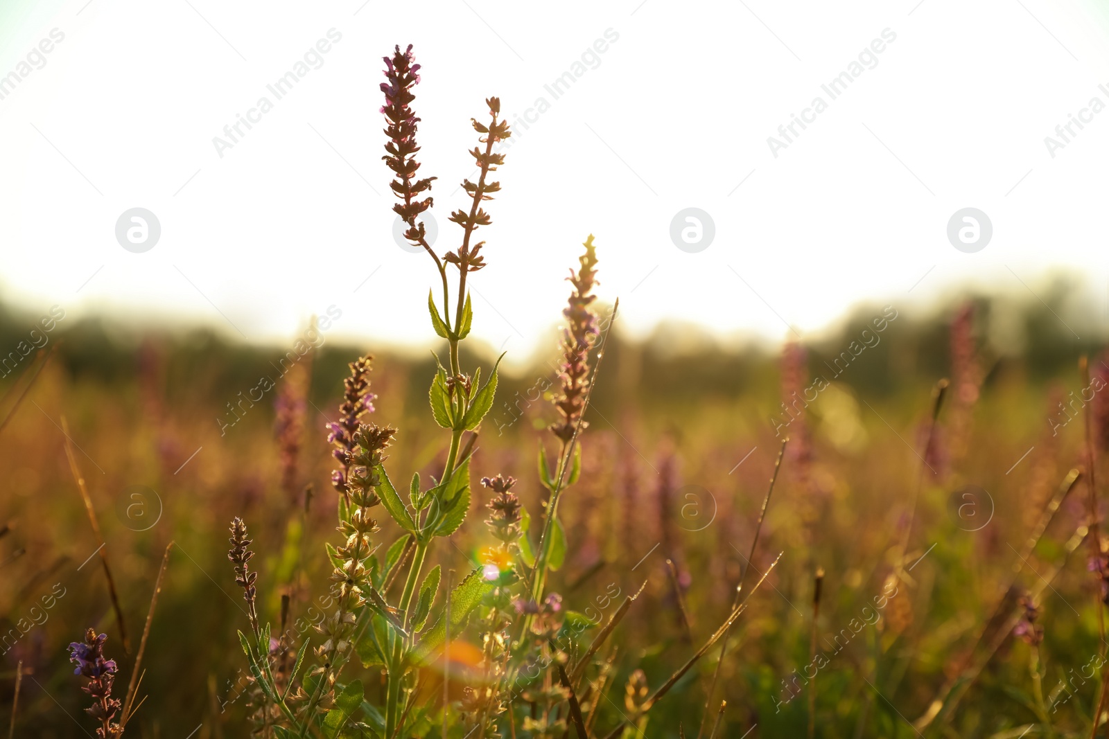 Photo of Beautiful field with wild flowers in morning, closeup