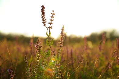 Photo of Beautiful field with wild flowers in morning, closeup