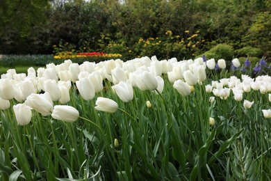 Many beautiful white tulip flowers growing in park. Spring season