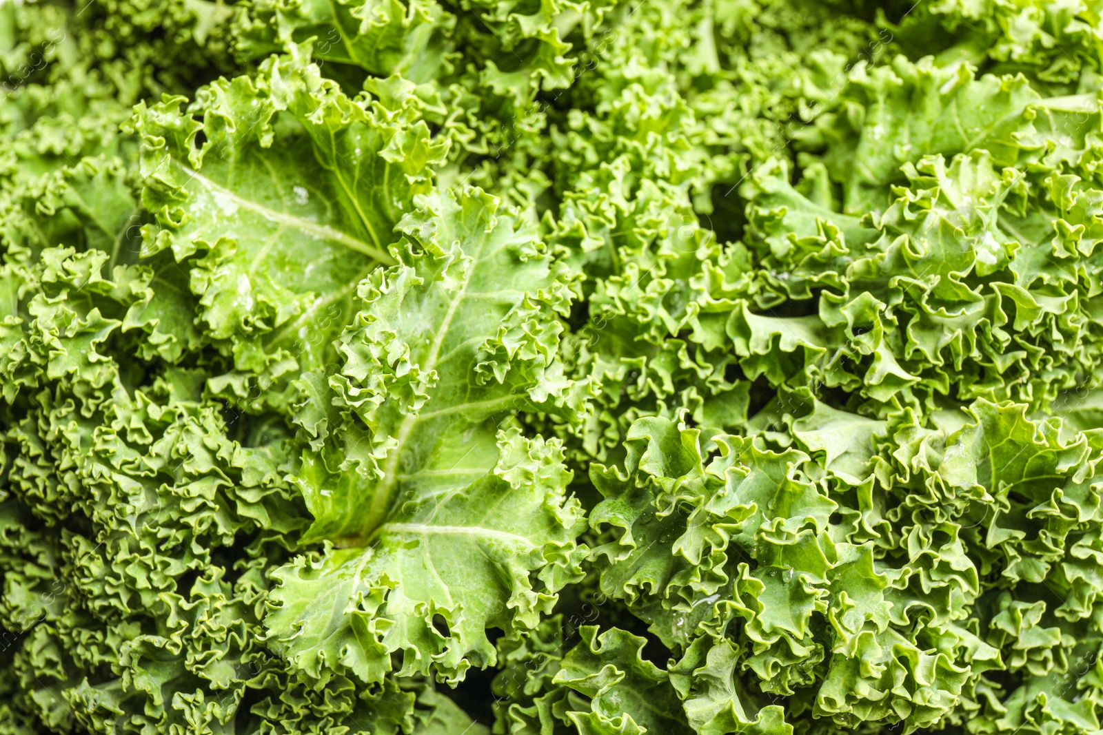 Photo of Fresh green kale leaves as background, closeup