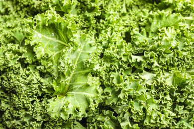 Photo of Fresh green kale leaves as background, closeup