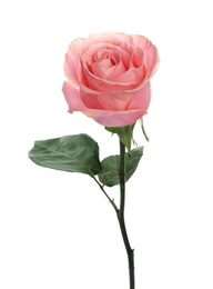 Photo of Beautiful pink rose on white background. Perfect gift