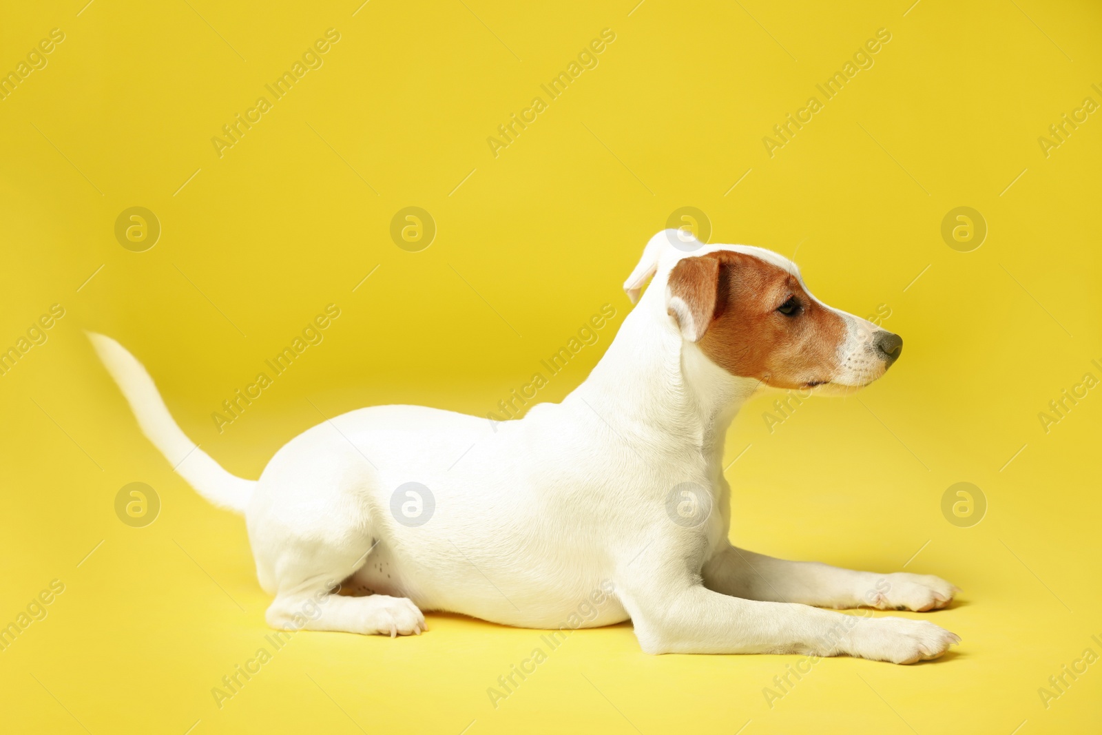 Photo of Cute Jack Russel Terrier on yellow background. Lovely dog