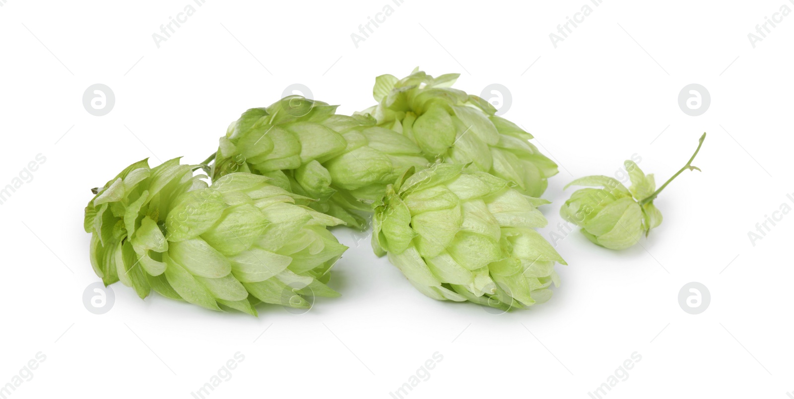 Photo of Fresh ripe green hops on white background