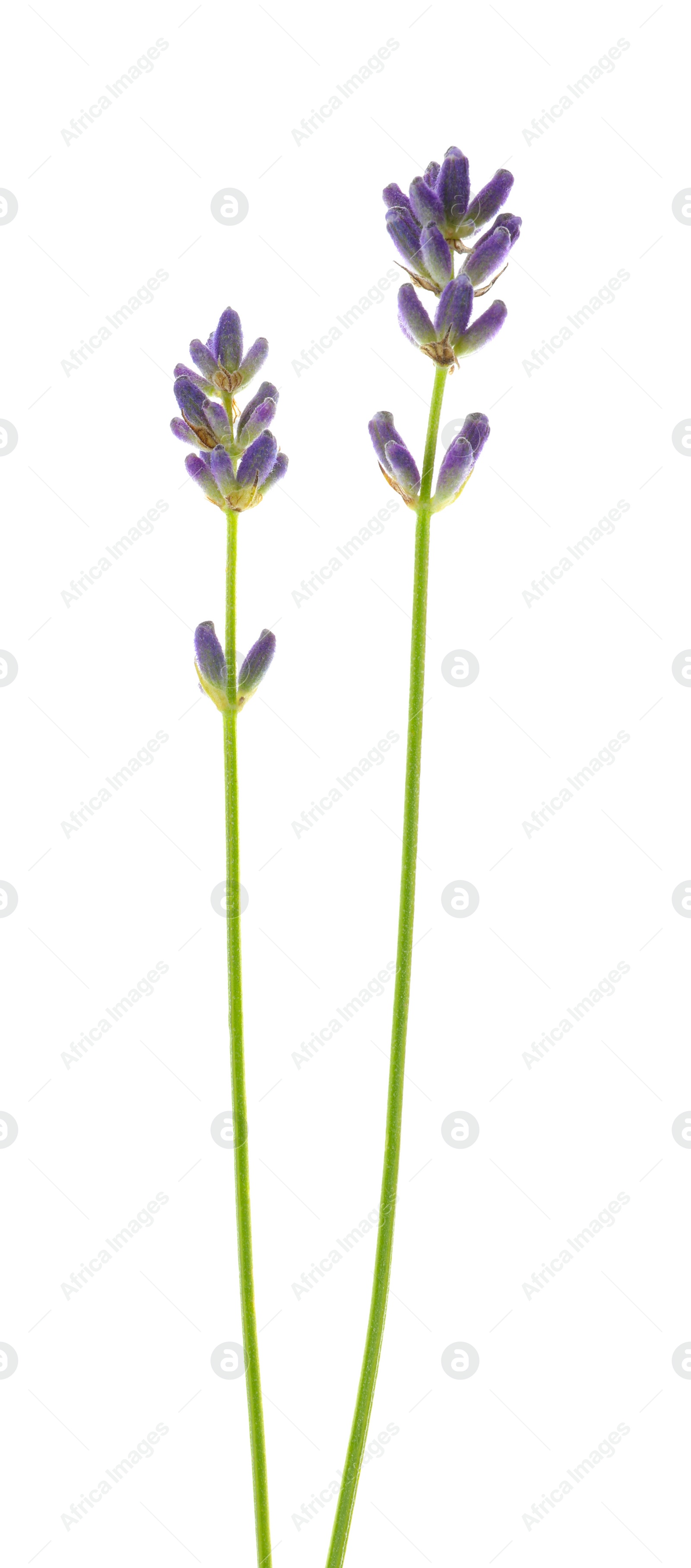 Photo of Beautiful fresh lavender flowers isolated on white