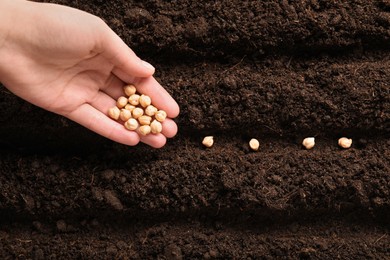 Photo of Woman planting chickpea seeds into fertile soil, top view. Vegetable growing
