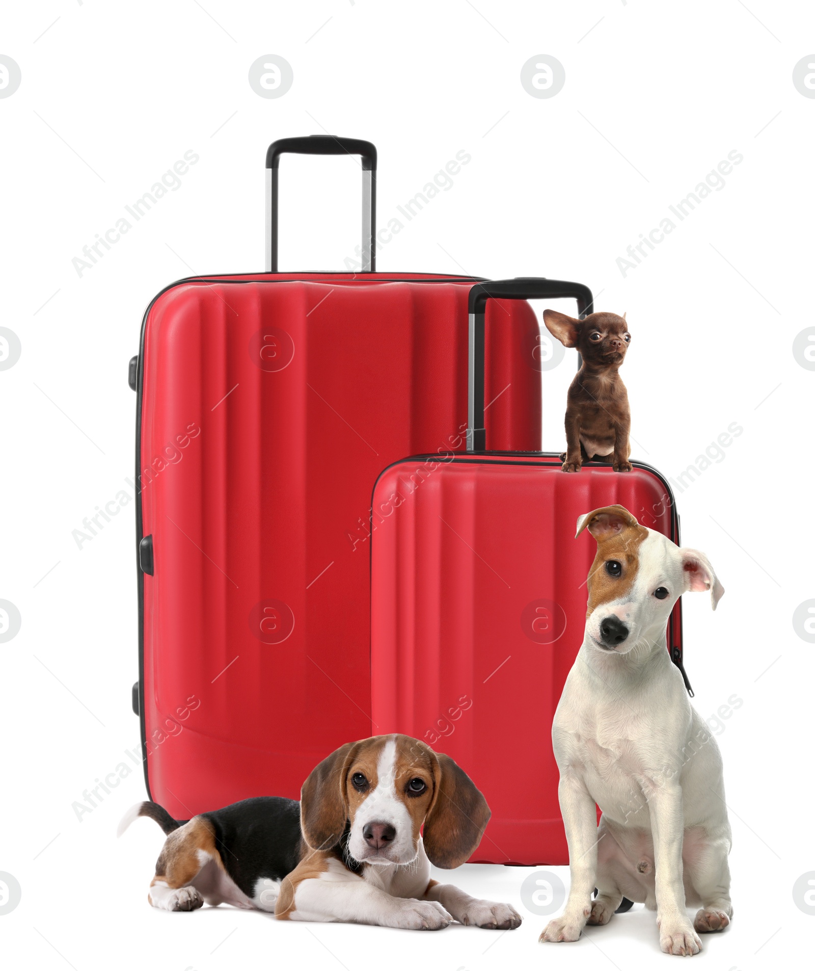 Image of Cute dogs and bright suitcases packed for journey on white background. Travelling with pet