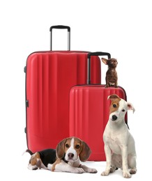 Image of Cute dogs and bright suitcases packed for journey on white background. Travelling with pet