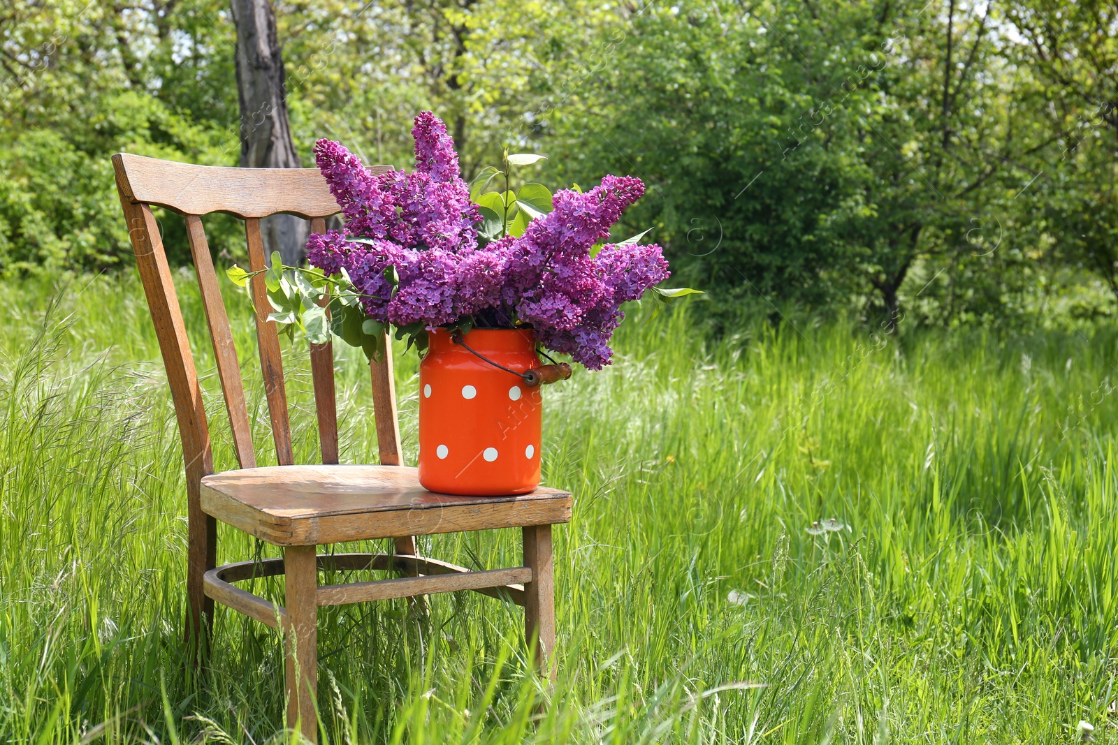 Photo of Beautiful lilac flowers in milk can outdoors. Space for text