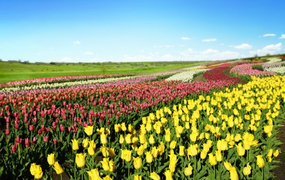 Photo of Beautiful view of field with blossoming tulips on sunny day