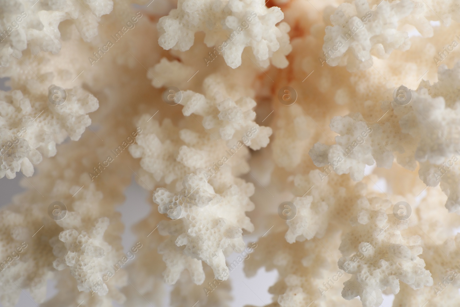 Photo of Beautiful exotic sea coral as background, closeup