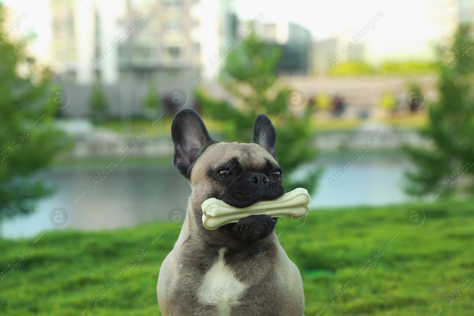 Photo of Cute French bulldog with bone treat outdoors. Lovely pet