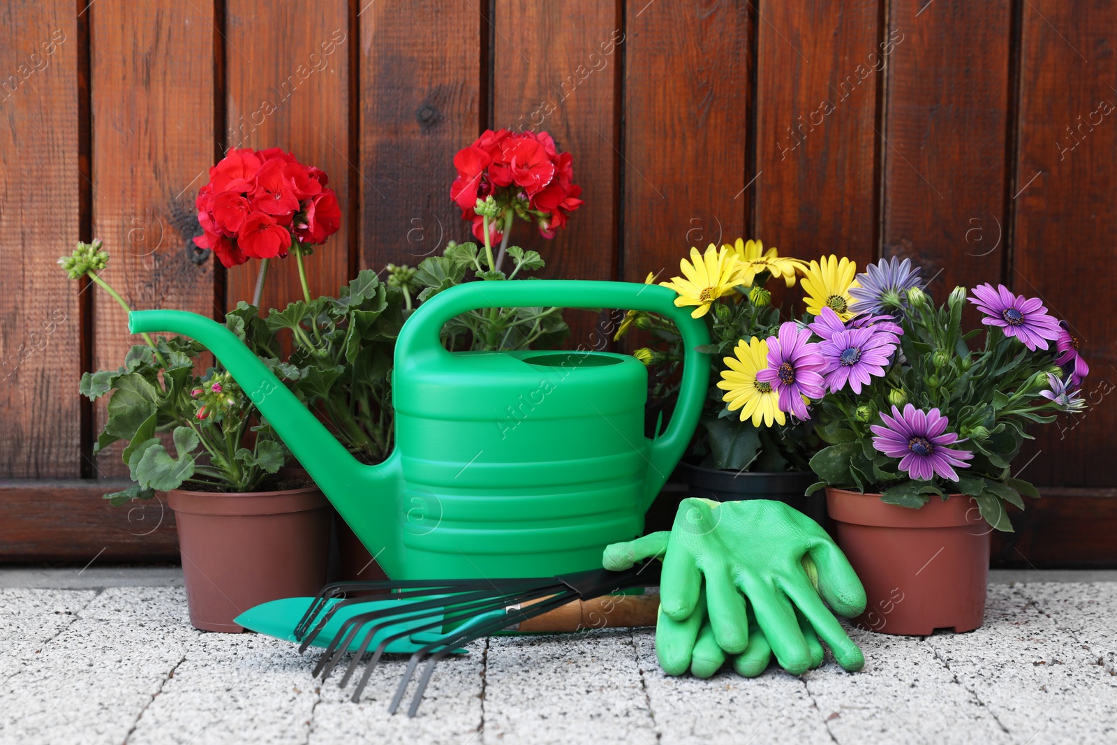 Photo of Beautiful flowers in pots, gardening tools and rubber gloves on pavement near wooden wall