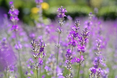 Photo of Beautiful blooming lavender plants in field on summer day, closeup