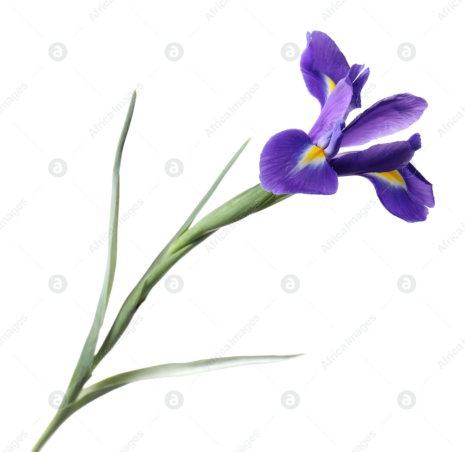 Photo of Beautiful violet iris flower isolated on white