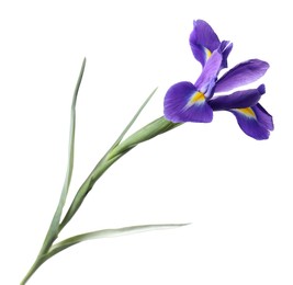 Photo of Beautiful violet iris flower isolated on white