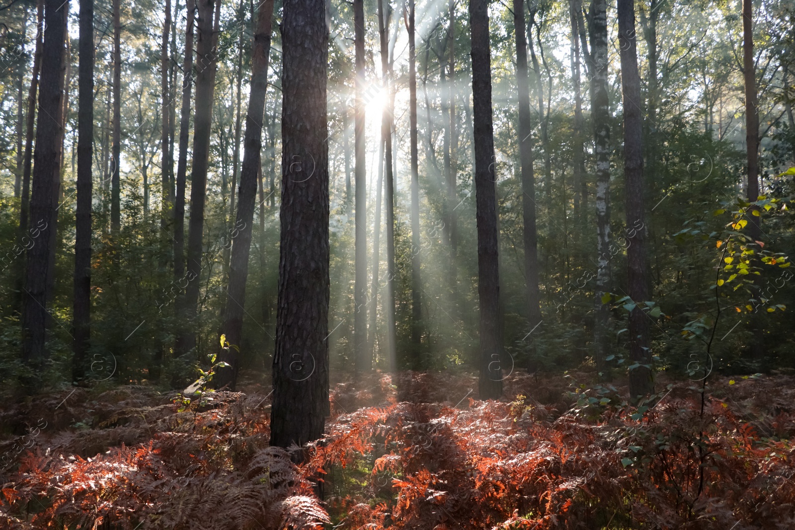 Photo of Majestic view of forest with sunbeams shining through trees in morning