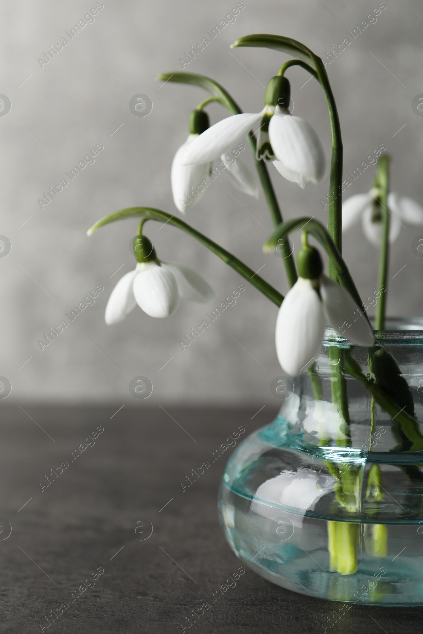 Photo of Beautiful snowdrop flowers in glass vase on grey table. Space for text