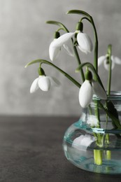 Beautiful snowdrop flowers in glass vase on grey table. Space for text