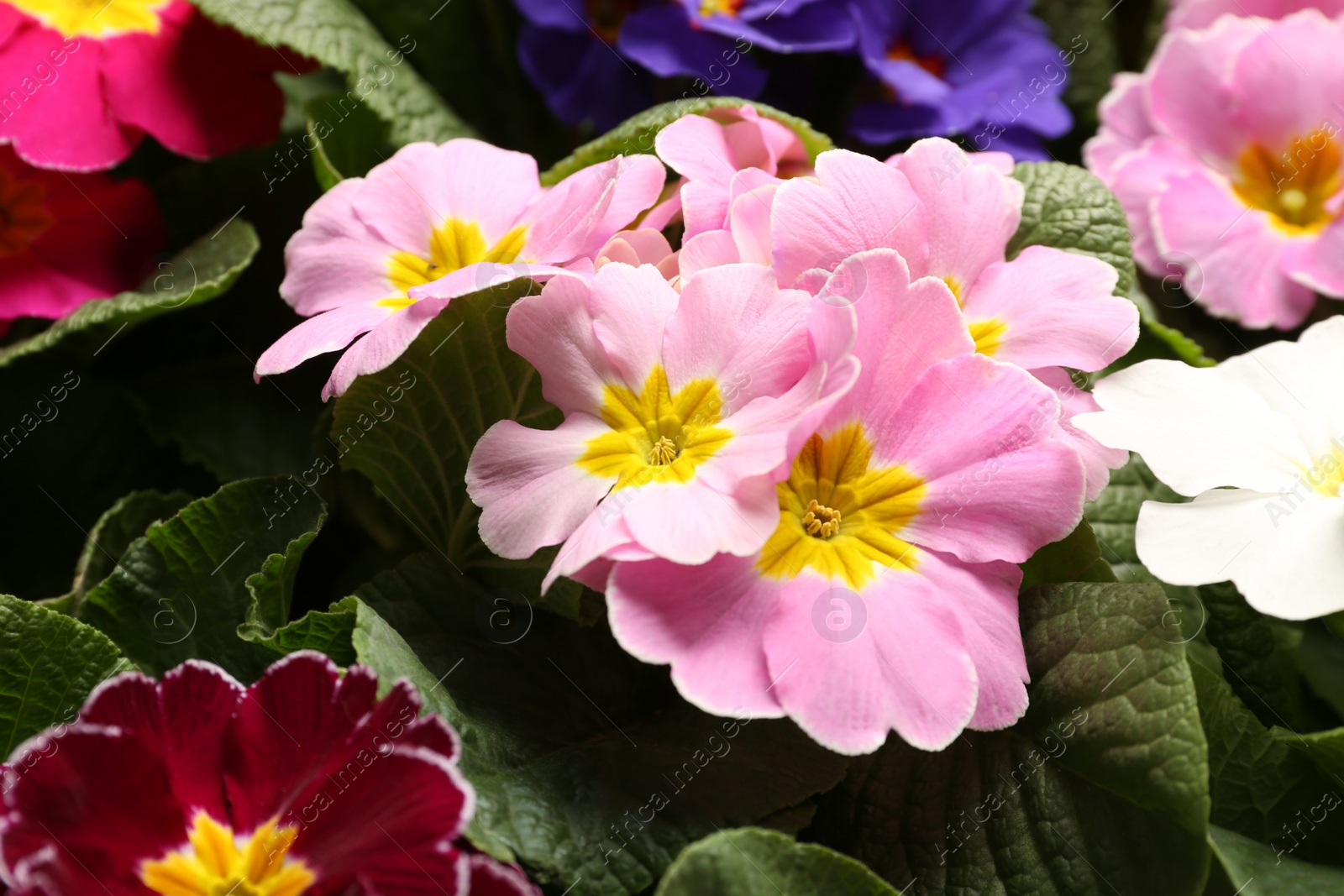 Photo of Beautiful primula (primrose) plants with colorful flowers as background, closeup. Spring blossom