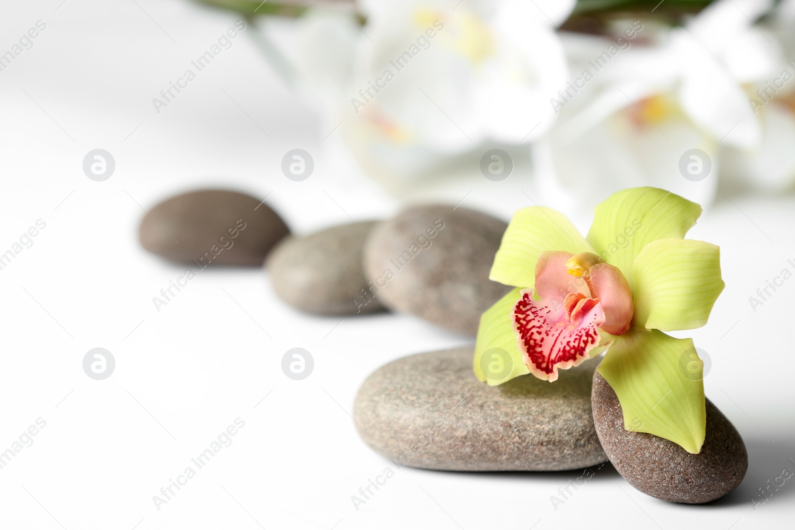 Photo of Spa stones and flower on white background. Space for text