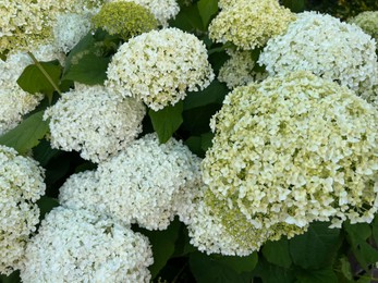 Beautiful hydrangea with blooming white flowers growing outdoors